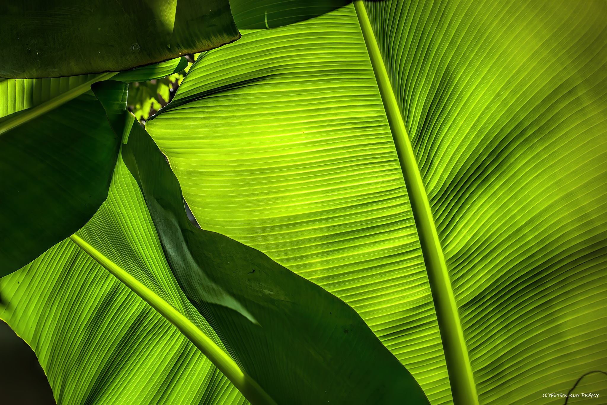 Backlit Banana Leaf • Honolulu, Hawaii