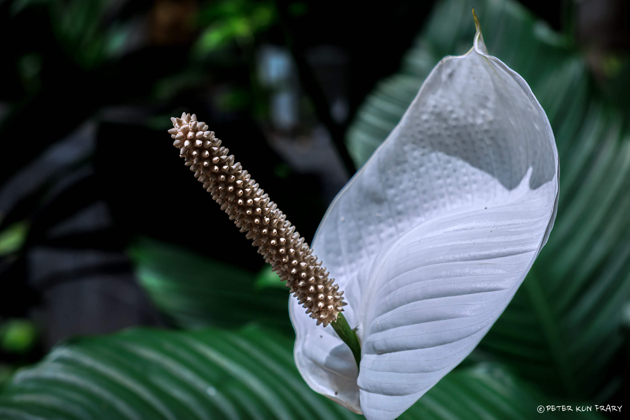 Peace Lily