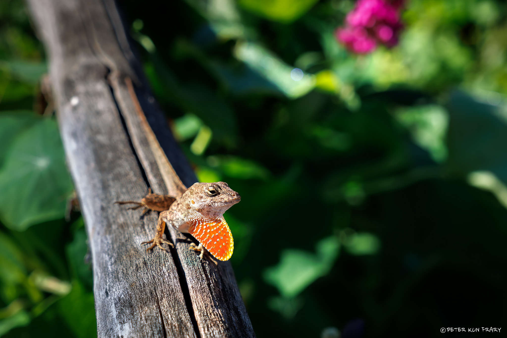 brown_anole