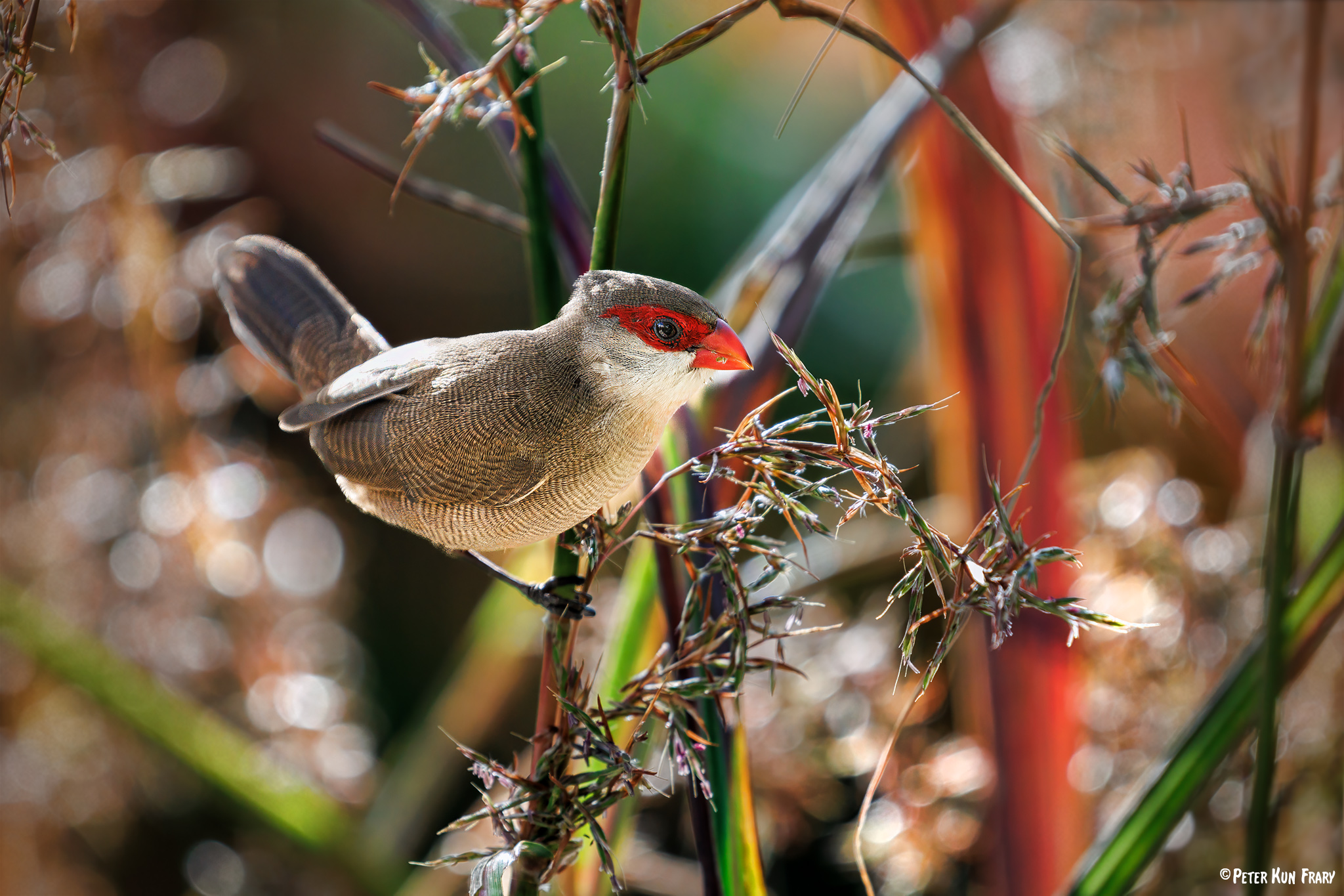 Common Waxbill | Mōʻiliʻili Community Garden | Honolulu HI | ©PK Frary