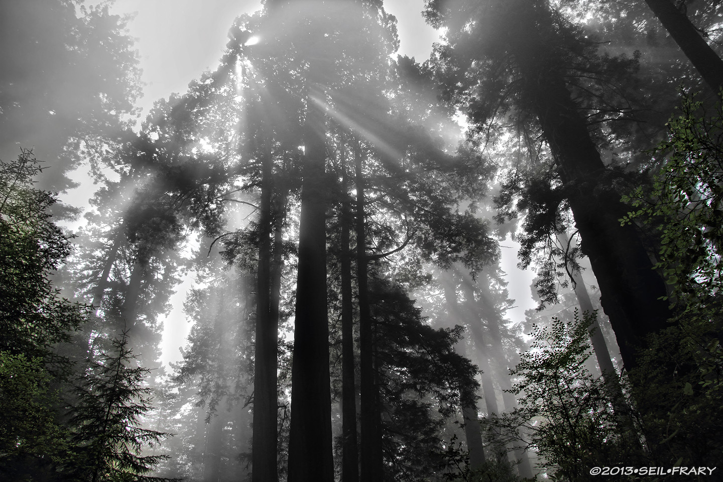 God Beams in the Redwoods