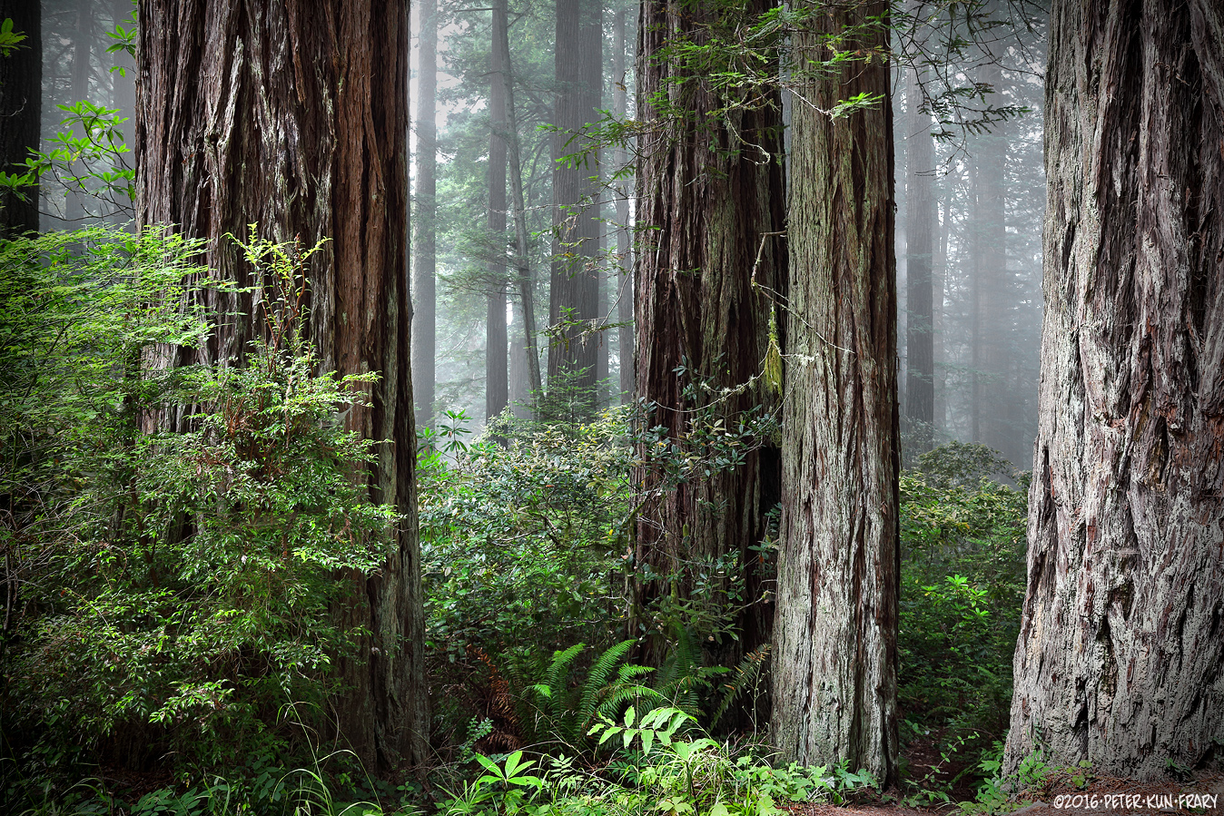 God Beams in the Redwoods