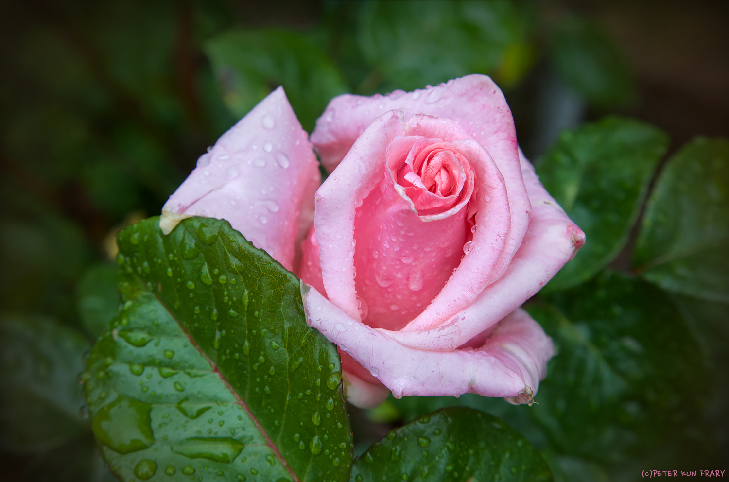 pinkrose