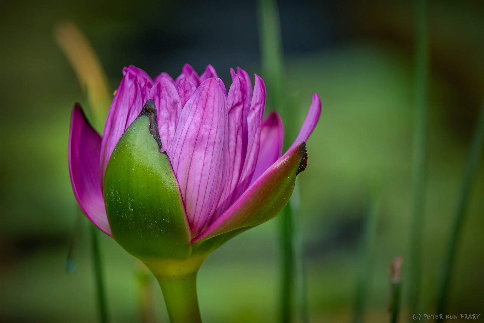 Pink Lotus Lily | Honolulu HI