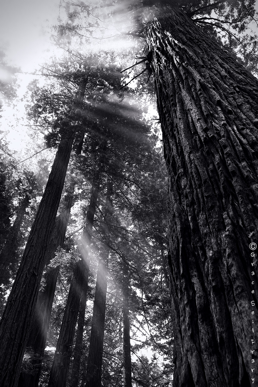 God Beams in Redwoods