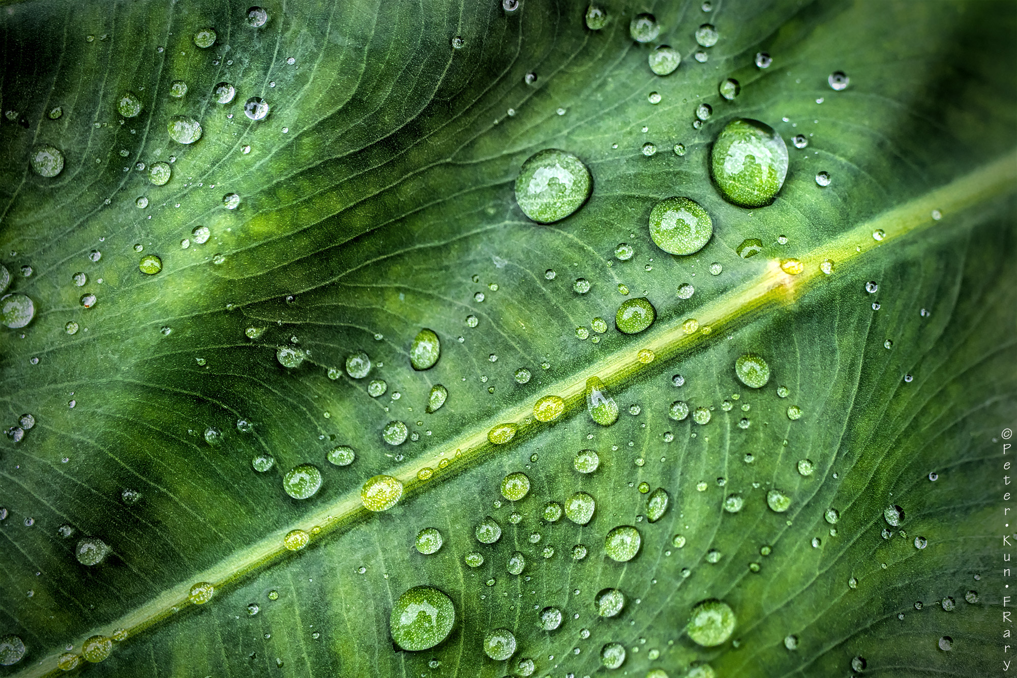 Raindrops on Taro