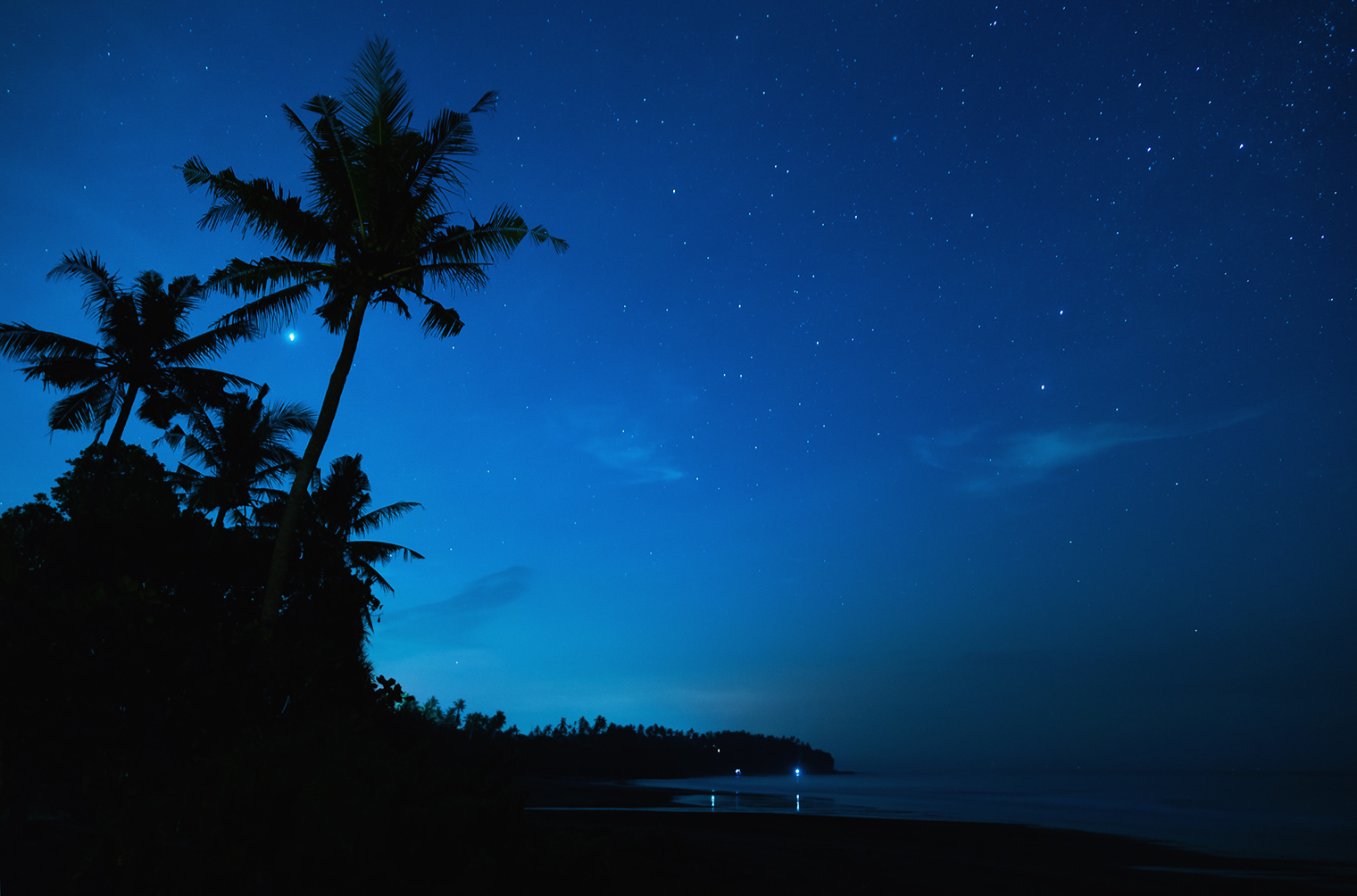 palms and night sky