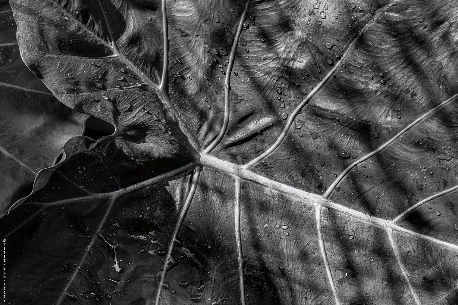 Taro with Raindrops | ©Peter Kun Frary